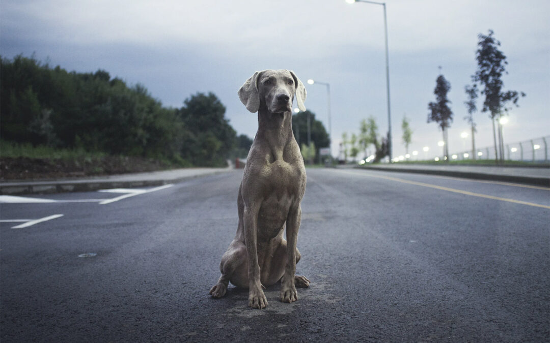 dominanter hund was tun