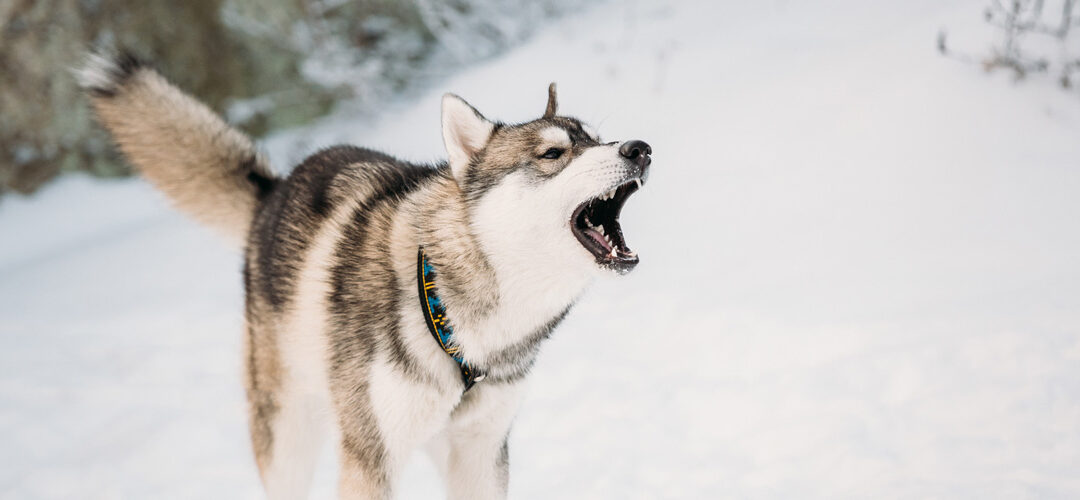 Husky bellt