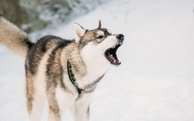 Wie du deinem Hund das Bellen abgewöhnst