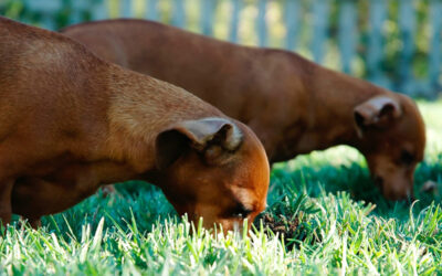 Warum fressen Hunde Gras?