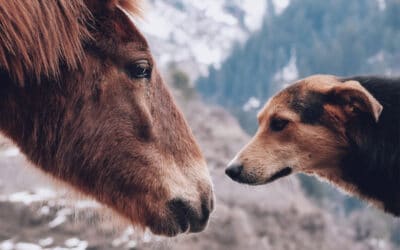 Unterwegs mit Hund und Pferd