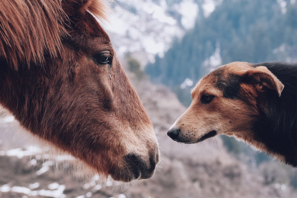 hund und pferd was beachten