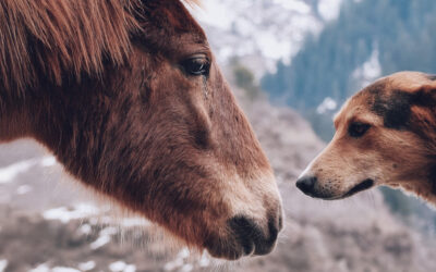 Unterwegs mit Hund und Pferd