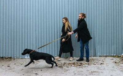 Ziehen an der Leine? Das hilft!