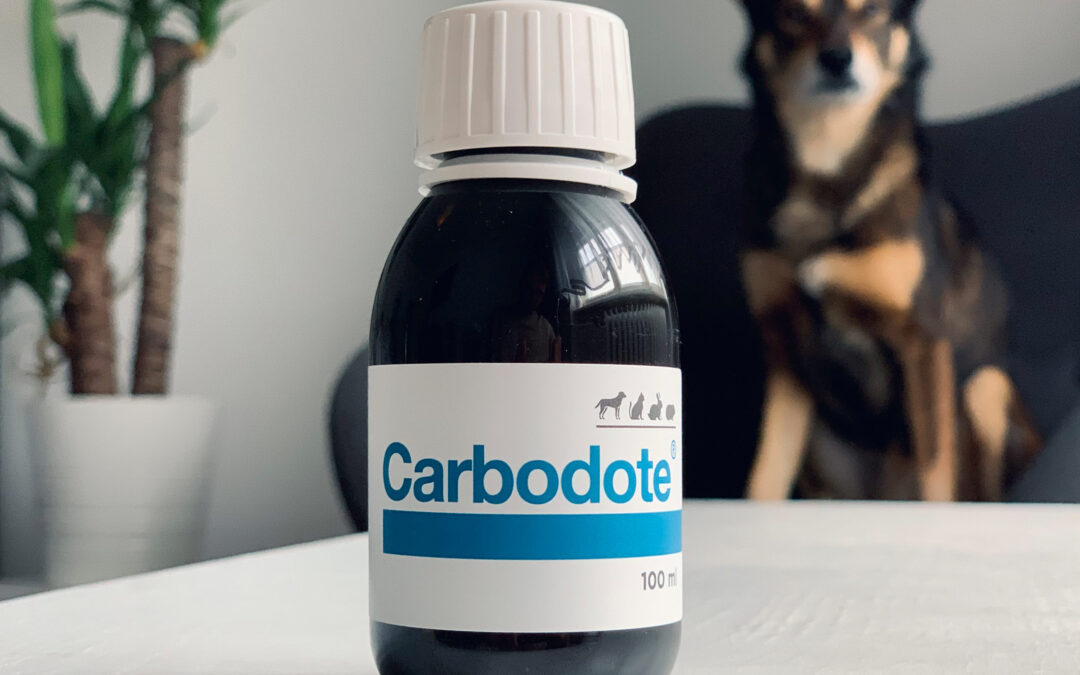 was tun bei einer vergiftung hund