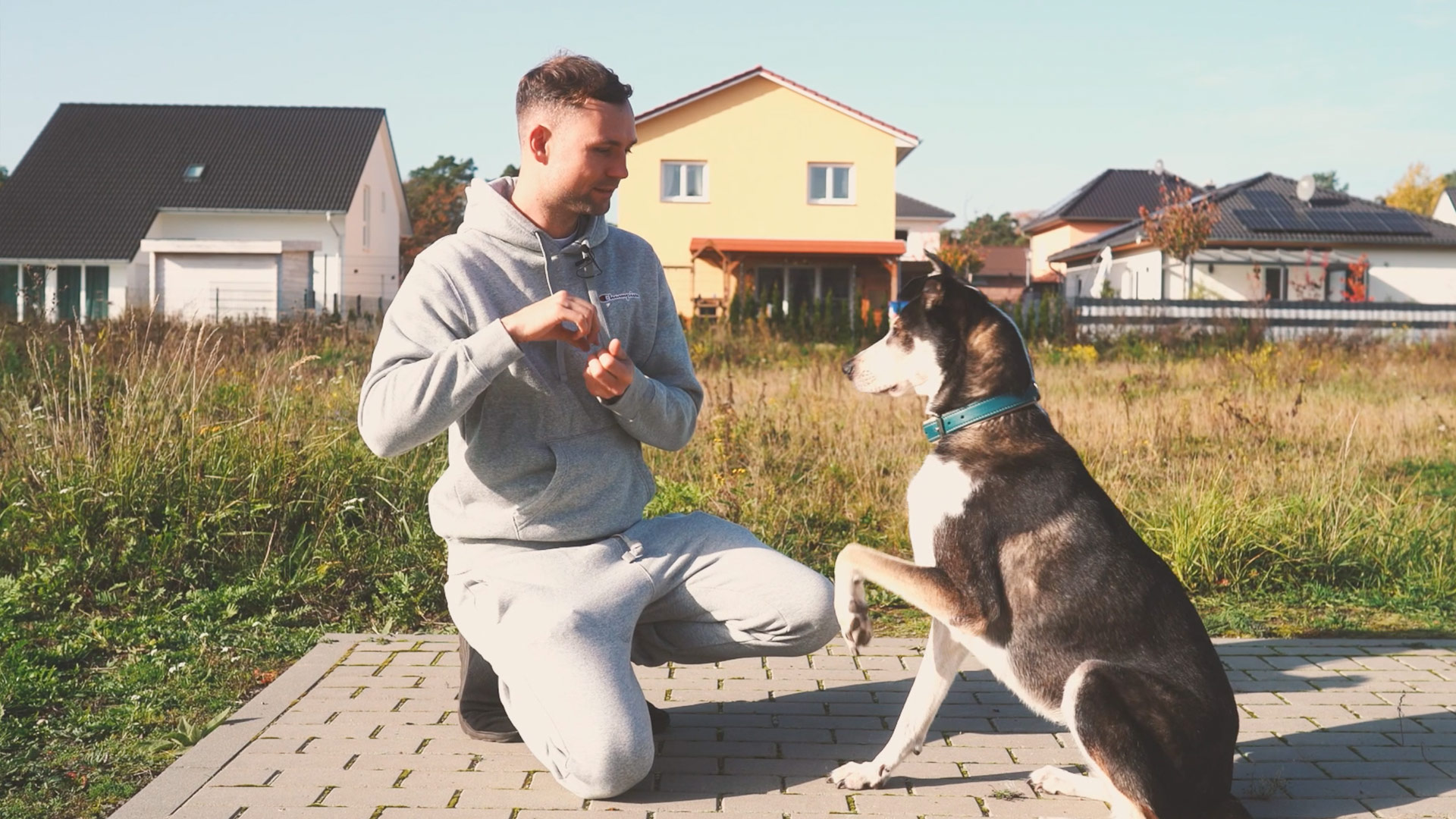 online-hundetraining