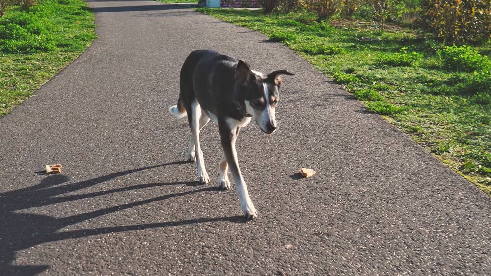 Hund frisst alles was tun