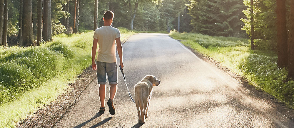 welcher hund passt zu mir