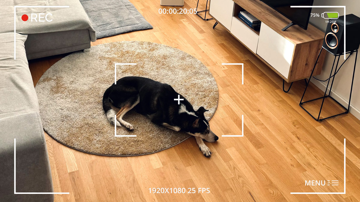 hundetrainer berlin