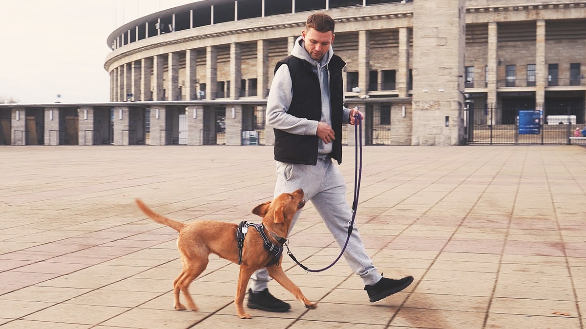 hundetrainer berlin