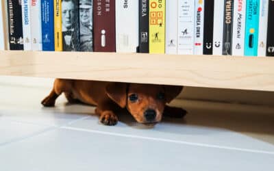 Fremdelphasen bei Hunden