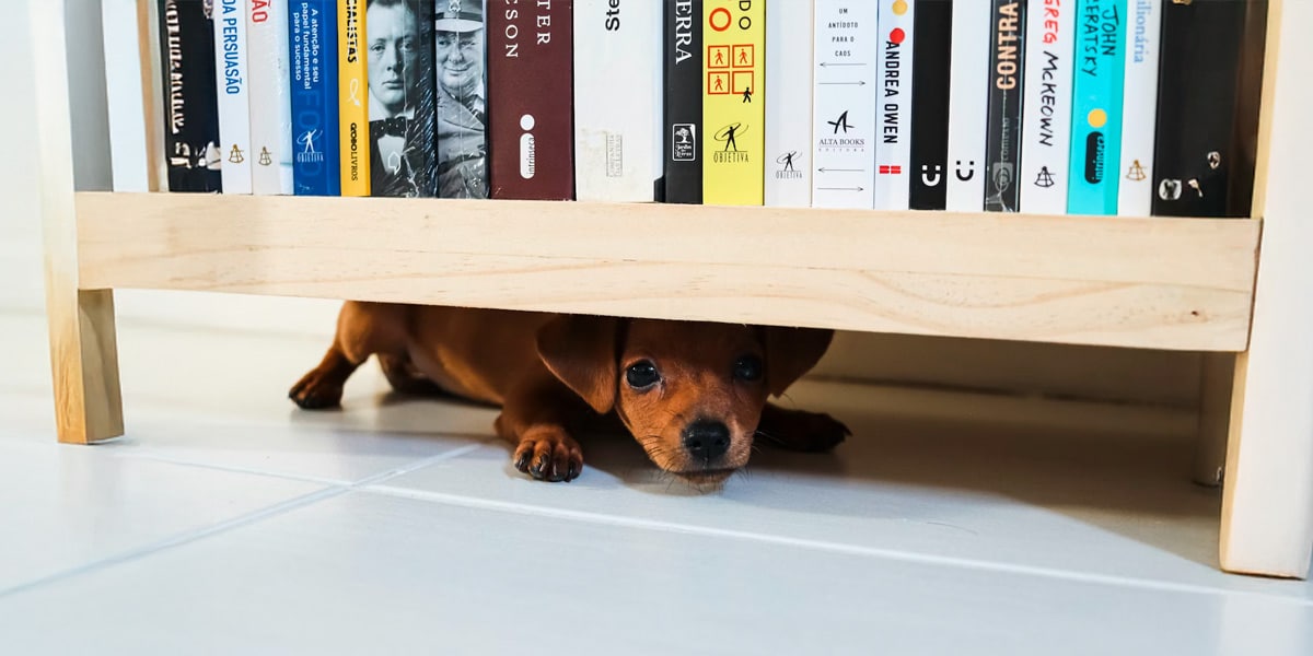 junghund-fremdelphasen