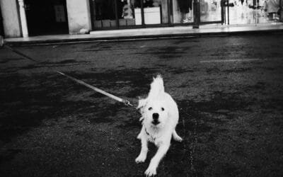 Fremdelphasen bei Hunden