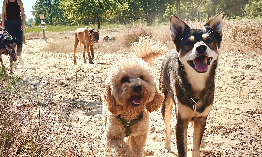 Hunden spielen
