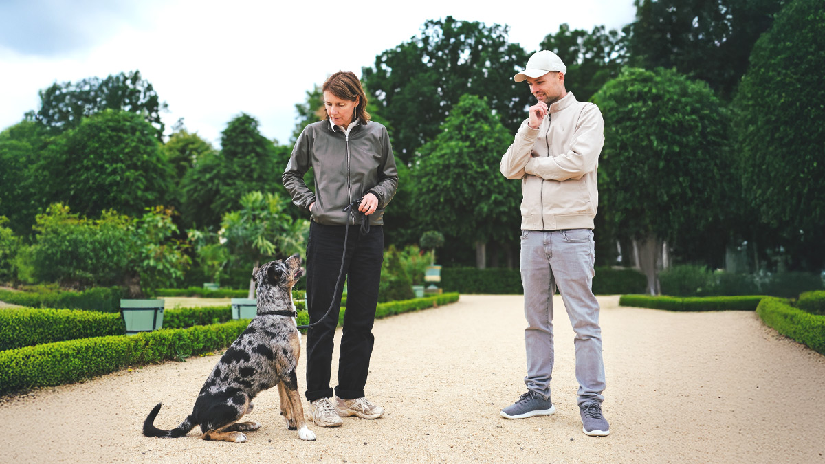 hundetrainer berlin